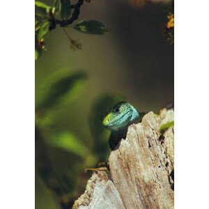 Umělecká fotografie European green lizard (Lacerta viridis), Marko Petkovic Visual, (26.7 x 40 cm)
