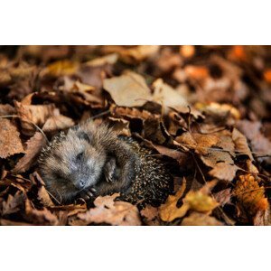 Umělecká fotografie European hedgehog  is sleeping in, DieterMeyrl, (40 x 26.7 cm)