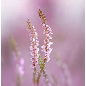 Umělecká fotografie Close-up of pink flowering plant, bunthem / 500px, (40 x 40 cm)