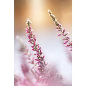 Umělecká fotografie Winter background with frosted heather flowers, Eerik, (26.7 x 40 cm)