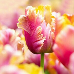 Umělecká fotografie Close-up tulips, Helaine Weide, (40 x 40 cm)