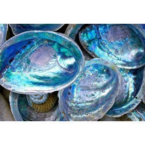 Umělecká fotografie Close-up of some Paula shells also called Abalone, LazingBee, (40 x 26.7 cm)