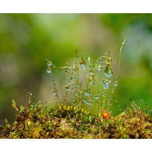 Umělecká fotografie Water drops on moss with Sun beams, K-Paul, (40 x 35 cm)