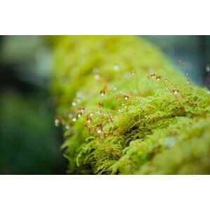 Umělecká fotografie Close-up Moss with the dropped water, Namthip Muanthongthae, (40 x 26.7 cm)