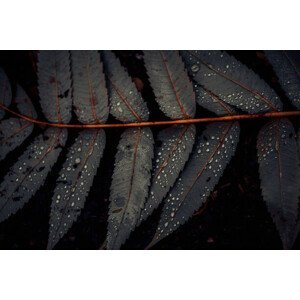 Umělecká fotografie Leaf of Staghorn sumac, close-up, Westend61, (40 x 26.7 cm)