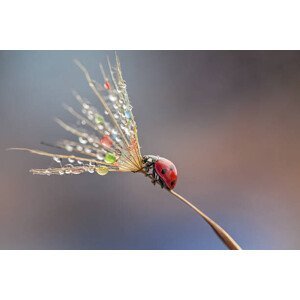 Umělecká fotografie Ladybug on dandelion, mikroman6, (40 x 26.7 cm)