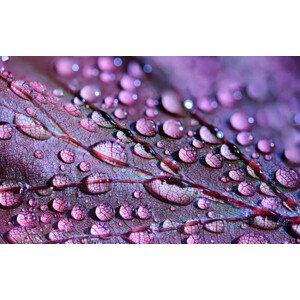 Umělecká fotografie water drops, Cristian Prisecariu, (40 x 24.6 cm)