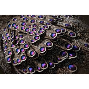 Umělecká fotografie Grey peacock-pheasant, Polyplectron bicalcaratum, close-up detail, Ondrej Prosicky, (40 x 26.7 cm)