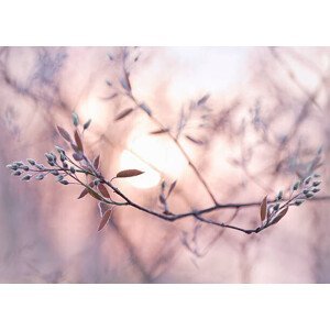 Umělecká fotografie Sun shining through branches with dew covered buds, EschCollection, (40 x 30 cm)