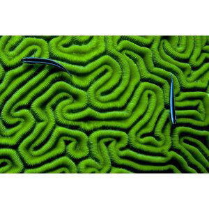 Umělecká fotografie Grooved Brain Coral, Dash Shemtoob, (40 x 26.7 cm)