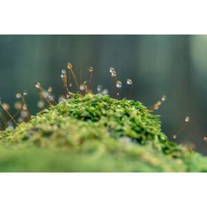 Umělecká fotografie Moss sporangia with morning dew (close-up), LITTLE DINOSAUR, (40 x 26.7 cm)
