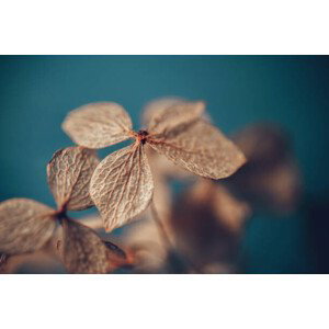 Umělecká fotografie Dry textured hydrangea petals on a, Marina Bagrova, (40 x 26.7 cm)