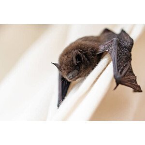 Umělecká fotografie common pipistrelle  a small bat, fermate, (40 x 26.7 cm)