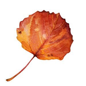 Umělecká fotografie Watercolor hand-drawn autumn red, orange leaf, Natalia Kunashova, (40 x 40 cm)