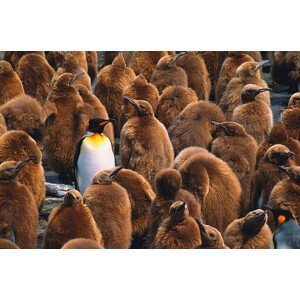 Umělecká fotografie Adult king penguin  surrounded by, Art Wolfe, (40 x 26.7 cm)