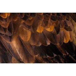 Umělecká fotografie Golden Eagle's feathers, Tim Platt, (40 x 26.7 cm)