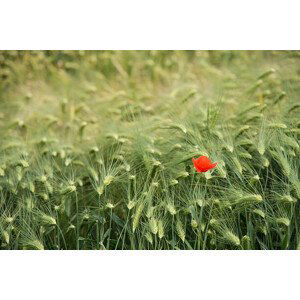 Umělecká fotografie Lonely poppy in a wheat field, Jean-Philippe Tournut, (40 x 26.7 cm)