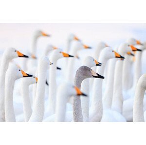 Umělecká fotografie Unique swan, High quality images of Japan and nature, (40 x 26.7 cm)