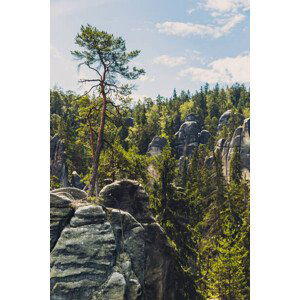 Umělecká fotografie Trees growing in forest against sky,Czech Republic, Pawelus / 500px, (26.7 x 40 cm)