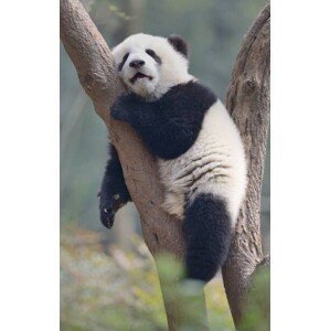Umělecká fotografie A young panda sleeps on the branch of a tree, All copyrights belong to Jingying Zhao, (24.6 x 40 cm)