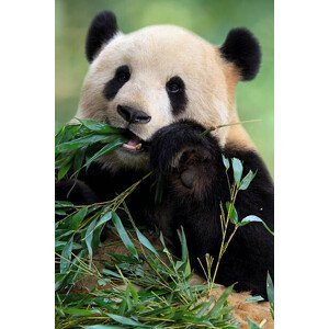 Umělecká fotografie Cute Panda, TianYuanOnly, (26.7 x 40 cm)