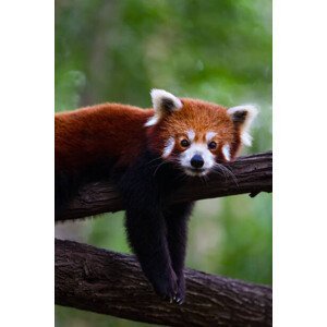 Umělecká fotografie Red panda, Marianne Purdie, (26.7 x 40 cm)