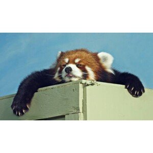 Umělecká fotografie Red Panda ready for a nap, Kim MacKay, (40 x 22.5 cm)