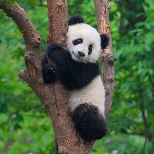 Umělecká fotografie Cute panda bear climbing in tree, Hung_Chung_Chih, (40 x 40 cm)