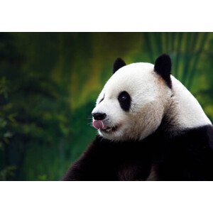 Umělecká fotografie Close-up of Giant Panda, Wokephoto17, (40 x 26.7 cm)