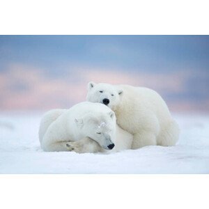Umělecká fotografie Two polar bears sleeping in the snow, Alaska, USA, janbecke1, (40 x 26.7 cm)