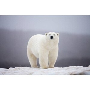 Umělecká fotografie Polar Bear on ice, Paul Souders, (40 x 26.7 cm)