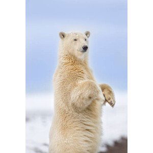 Umělecká fotografie Polar bear standing, Patrick J. Endres, (26.7 x 40 cm)