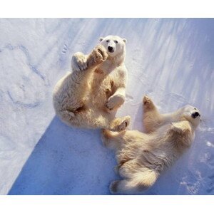 Umělecká fotografie Polar bears  lying on backs,, George Lepp, (40 x 35 cm)
