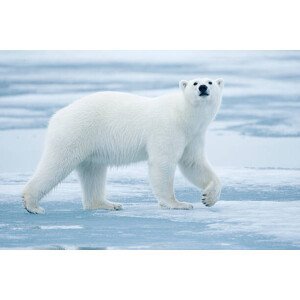 Umělecká fotografie Polar Bear, Svalbard, Norway, Paul Souders, (40 x 26.7 cm)