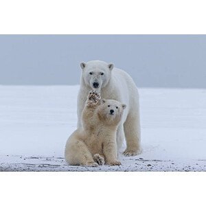Umělecká fotografie Polar bear, Sylvain Cordier, (40 x 26.7 cm)