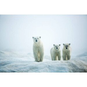 Umělecká fotografie Polar Bears in Fog, Hudson Bay, Nunavut, Canada, Paul Souders, (40 x 26.7 cm)