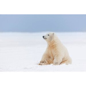 Umělecká fotografie Polar bear cub in the snow, Patrick J. Endres, (40 x 26.7 cm)