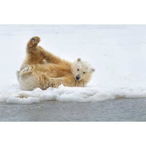 Umělecká fotografie Polar bear cub, Patrick J. Endres, (40 x 26.7 cm)
