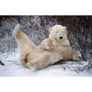 Umělecká fotografie Polar Bear Lying in Snow, George D. Lepp, (40 x 26.7 cm)