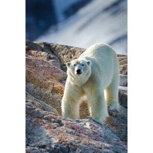 Umělecká fotografie Male Polar Bear, Peter Orr Photography, (26.7 x 40 cm)