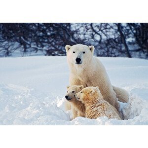 Umělecká fotografie Polar Bear with Cubs, KeithSzafranski, (40 x 26.7 cm)