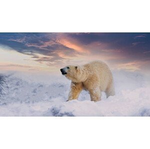 Umělecká fotografie Polar Bear  enjoy playing in, chuchart duangdaw, (40 x 22.5 cm)
