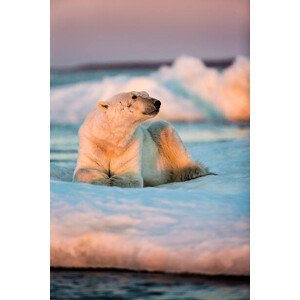 Umělecká fotografie Polar Bear Resting on Sea Ice, Nunavut, Canada, Paul Souders, (26.7 x 40 cm)