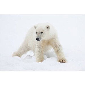 Umělecká fotografie Polar Bear Cub on Snow, Galaxiid, (40 x 26.7 cm)