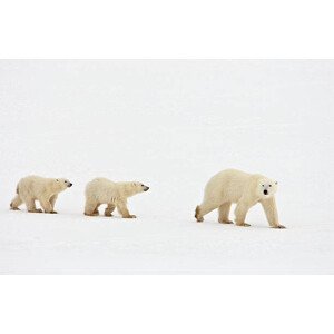 Umělecká fotografie Polar bear walking with two cubs, John Conrad, (40 x 26.7 cm)