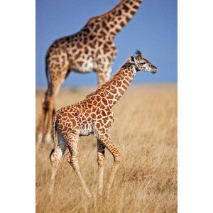 Umělecká fotografie Young giraffe calf, Martin Harvey, (26.7 x 40 cm)