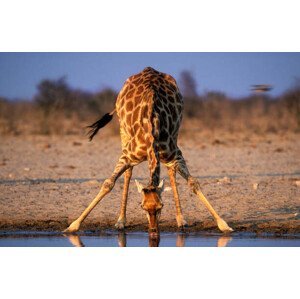 Umělecká fotografie Southern Giraffe Drinking at Water Hole, Martin Harvey, (40 x 26.7 cm)