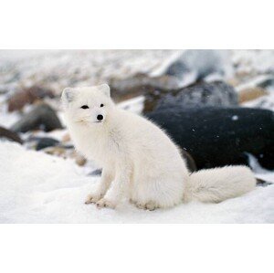 Umělecká fotografie Arctic fox in winter coat, Hudson Bay, Canada, Jeff Foott, (40 x 24.6 cm)