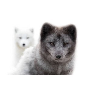 Umělecká fotografie Close up of two arctic foxes, Jean Landry, (40 x 26.7 cm)