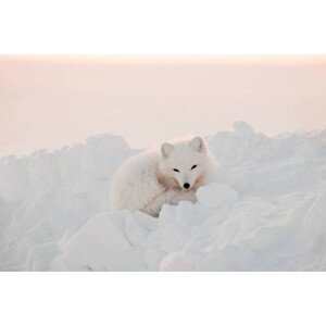 Umělecká fotografie Arctic white fox close-up. Arctic fox, Oksana Stasenko, (40 x 26.7 cm)